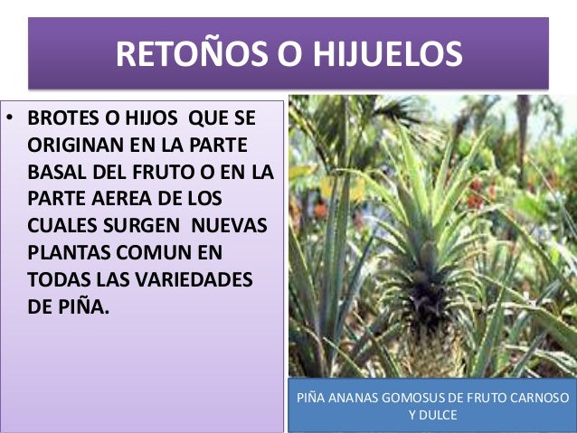 de hijos las plantas por asexual Propagacion de hijos las plantas por asexual Propagacion